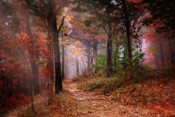 Le sentier de la forêt part dans la forêt brumeuse