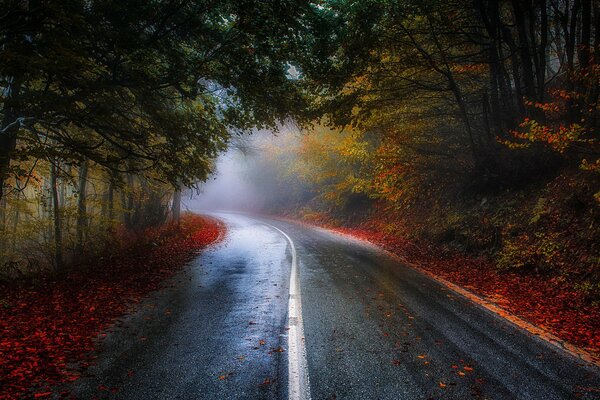 Der Weg durch den Herbstwaldtunnel