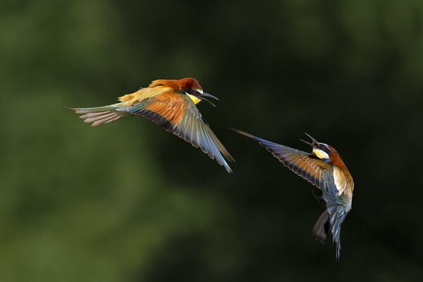 Deux oiseaux communiquent avec l autre