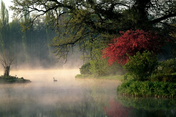 Swans float on the river in the fog