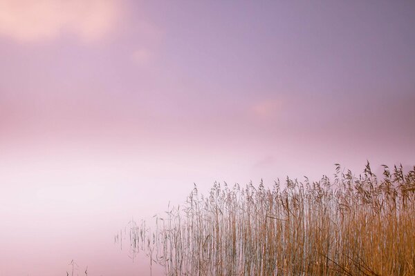 Morgennebel am Schilfsee