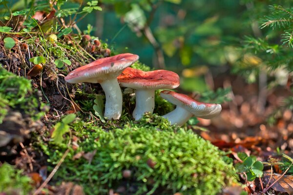 Macro photography of raw mushrooms in the forest