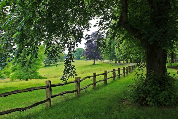 Énorme arbre près de la vieille clôture en bois