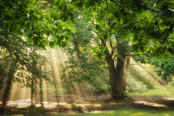Árboles en el bosque en brillantes rayos de luz