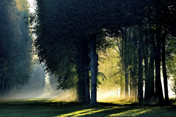 Herbstwald im Nebel