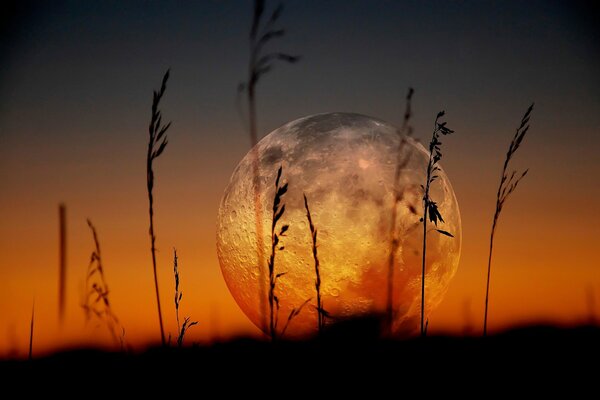 Lune herbe pleine ronde