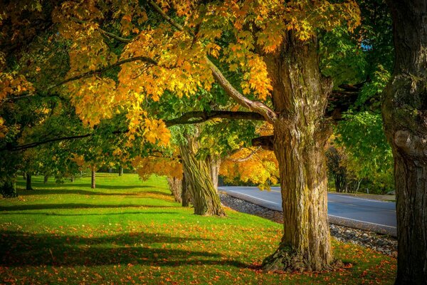 Hojas de otoño caen en la carretera