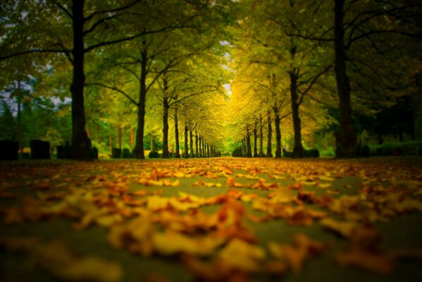 Fallen colorful leaves on the road in the park