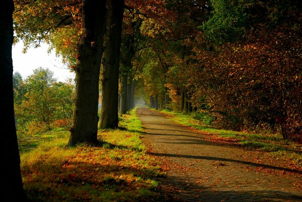 Wanderweg im hellen Herbstwald