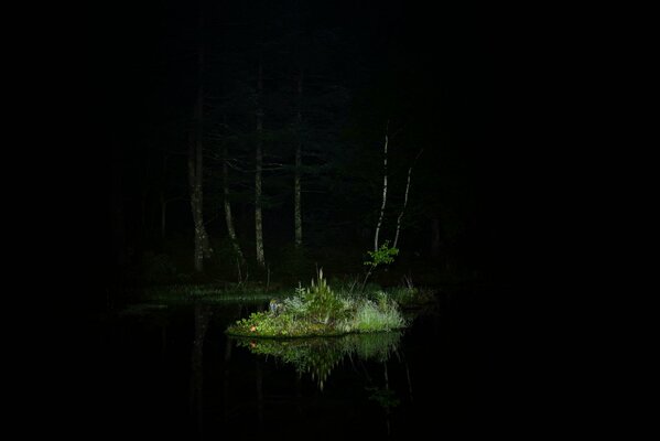 Isla iluminada en el bosque