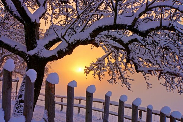 A snow-covered tree against the background of the winter sun