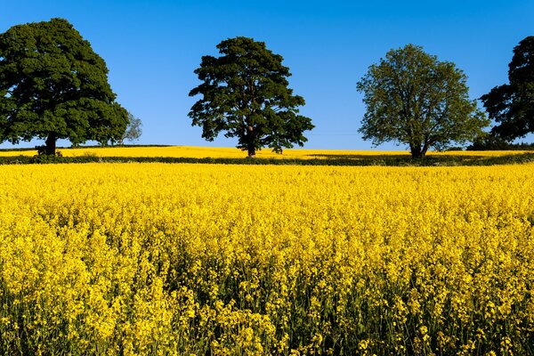 Champ d été recouvert d un tapis de fleurs jaunes