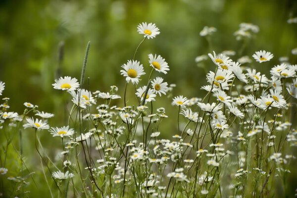 Margherite estive in un campo verde