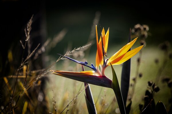 Foto macro del Fiore e dell erba nel campo