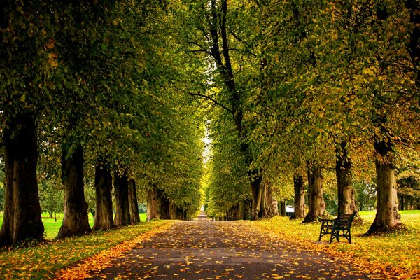 Parque de verano, camino en hojas de otoño