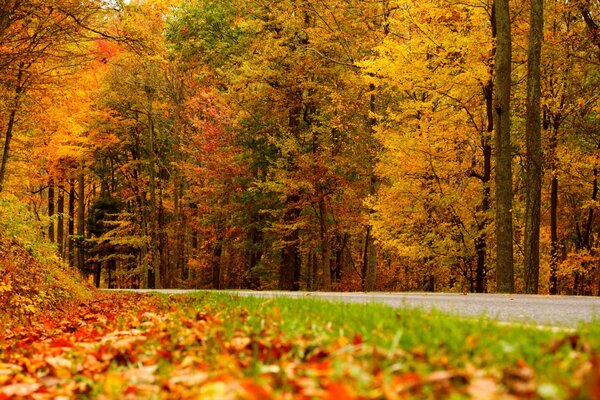 Hojas caídas en el fondo de la arboleda de otoño