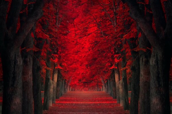 Callejón de árboles con hojas rojas