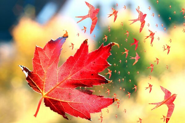 Buntes Foto mit Herbstblatt