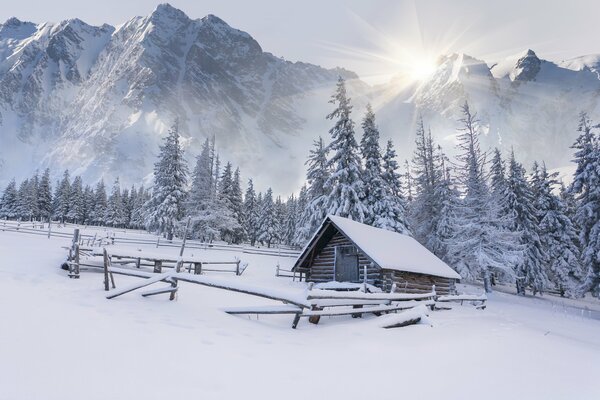 Cabane forestière dans les bois d hiver