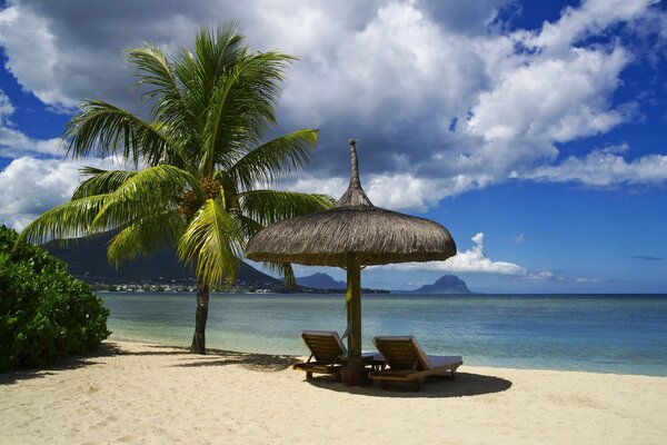 Tropical paradise beach with palm trees