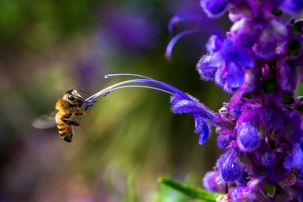 La abeja poliniza la flor púrpura