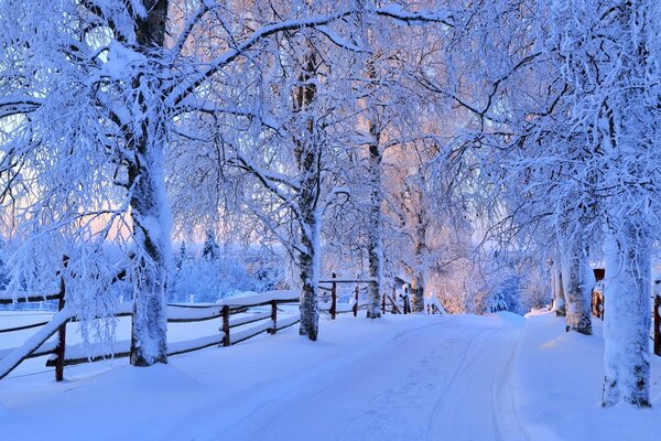 Nature en hiver, arbres dans la neige