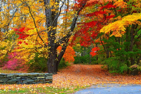 Caída de hojas coloridas, camino al otoño