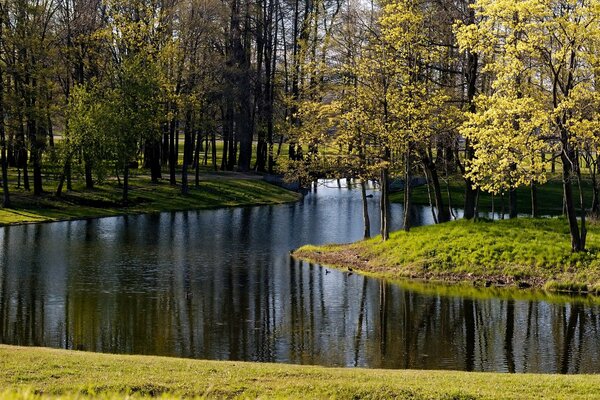 Der Park am See hat viele Blätter und Gras