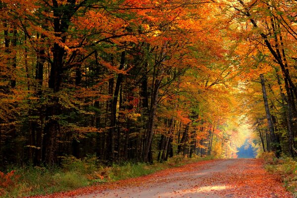 Leaf fall in a colorful forest