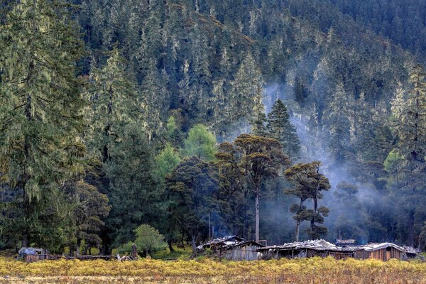 El bosque que va a las montañas con la niebla