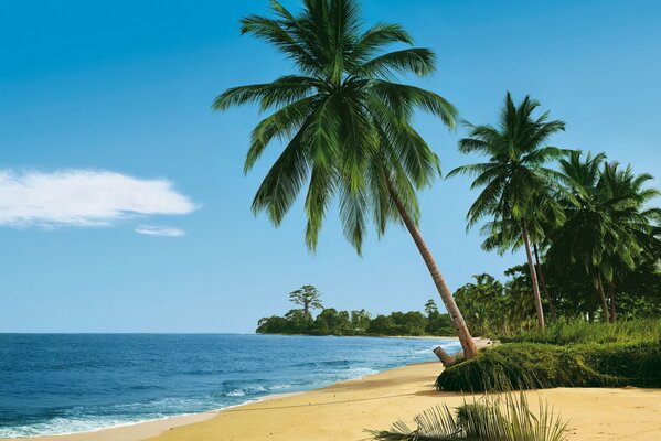 Vacation among palm trees and sand