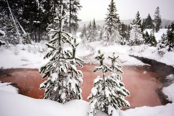 Winter forest and hot spring