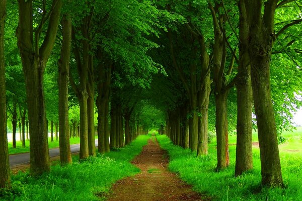 Sentiero attraverso il verde esuberante. Foresta