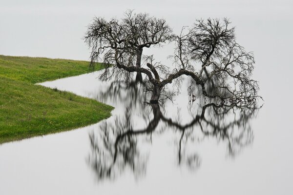 Die Reflexion des Baumes im Wasser