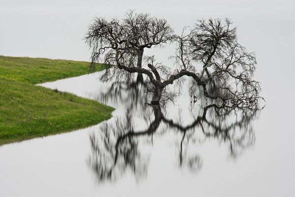 Reflection of a tree in water