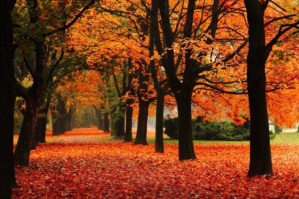 Goldener Herbst im Park, Teppich aus Blättern