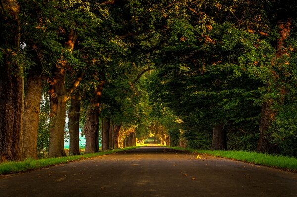 Cammina lungo una strada colorata nel parco autunnale