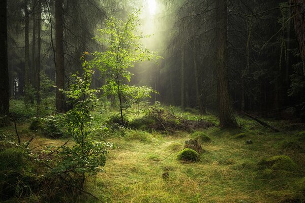 Bosque de la mañana con rocío