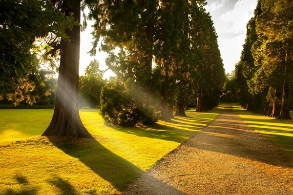 Die Allee der Bäume für einen Spaziergang im Park