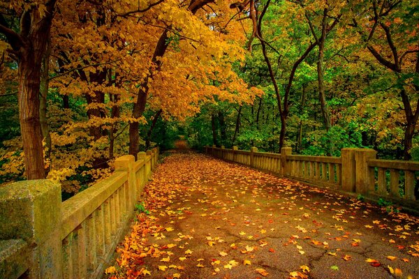 Walking across the bridge in autumn leaf fall