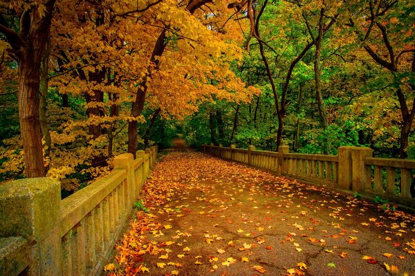 Spacer po moście w jesiennych opadach liści