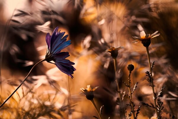 Auf einem verschwommenen Hintergrund eine bunte Blume