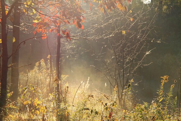 Bosque de otoño en bruma en colores apagados