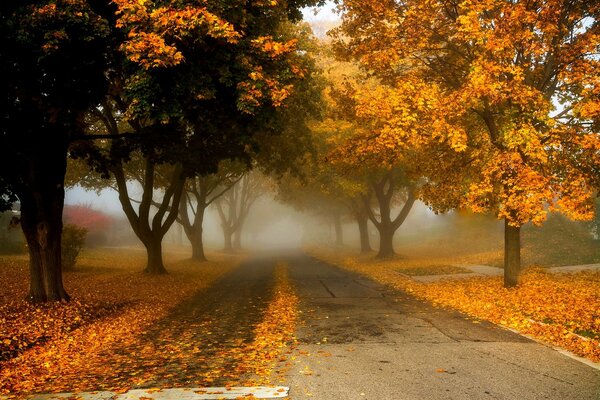 Feuilles jaunies tombent sur la route