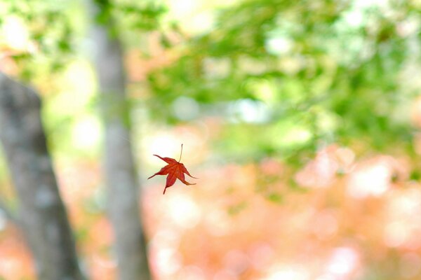 Foglia d acero autunnale in autunno su sfondo verdastro sfocato