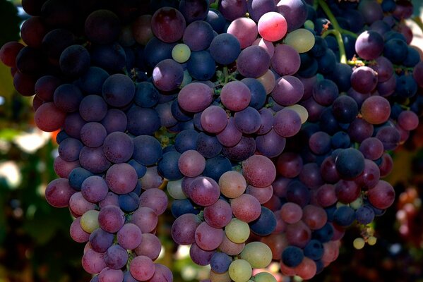 Un racimo de uvas multicolores en una rama