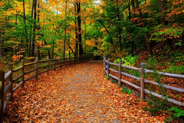 Colorido Paseo por el parque de otoño