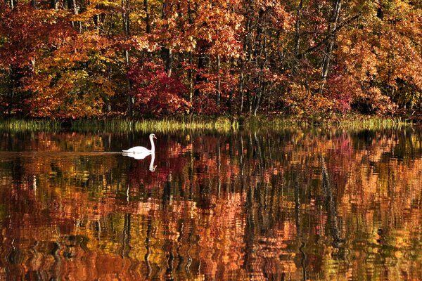 A white swan swims on the lake in autumn