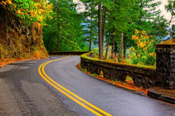 Un camino de montaña escondido en un bosque de árboles