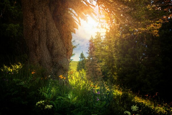 Durch die Blätter der Bäume über der Wiese brechen die Sonnenstrahlen auf